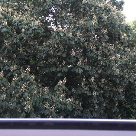 Oak Lounge Lux Daire Riga